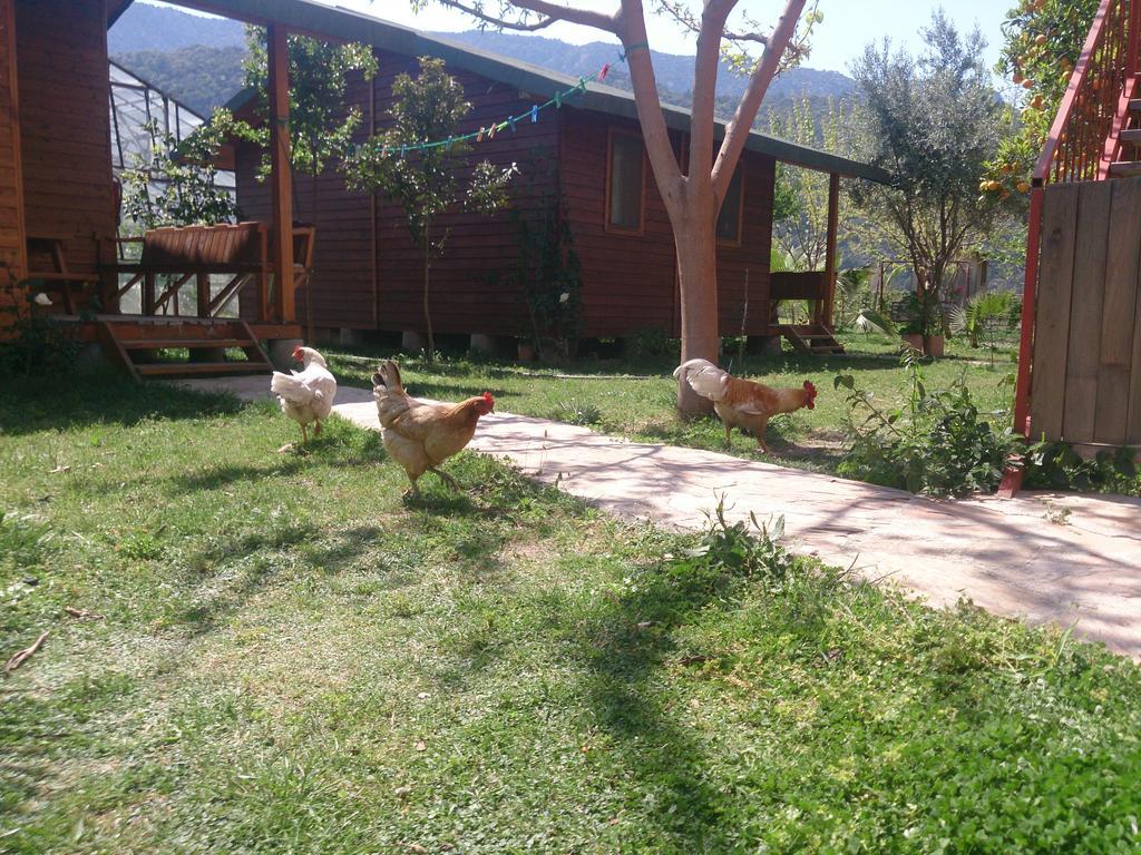 Sera Pansiyon Çıralı Ngoại thất bức ảnh